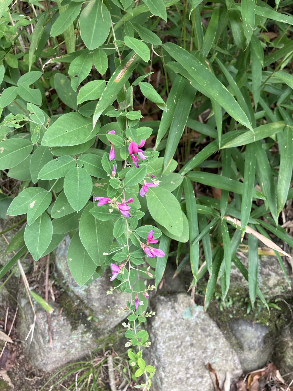 森林植物園で見られた植物