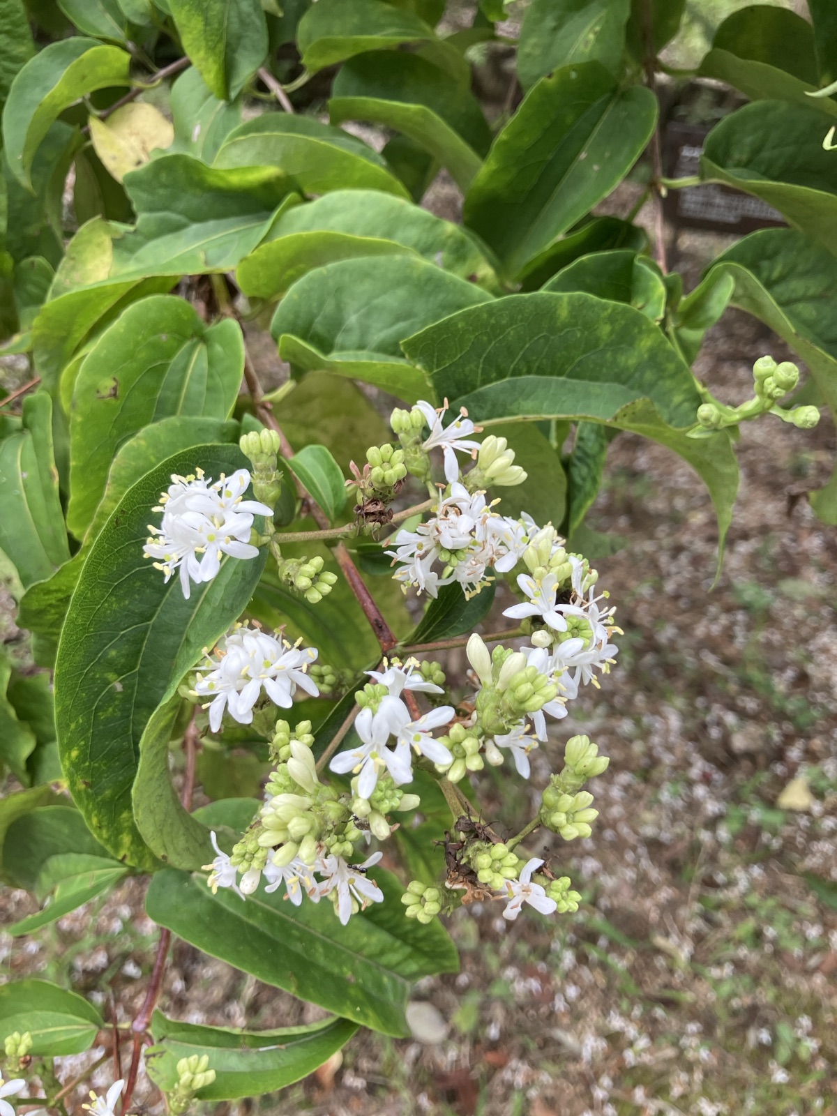 森守ボランティアの草刈り作業
